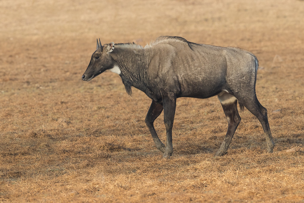 Nilgai | Boselaphus tragocamelus | The Nilgai is an antelope… | Flickr