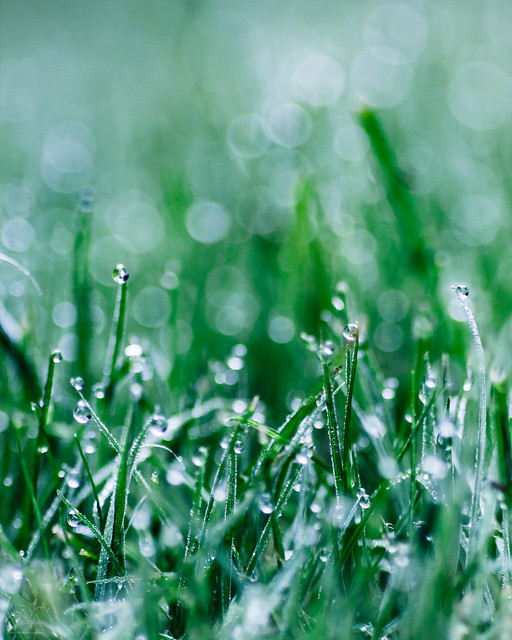 Grass with Waterdrops 2/2