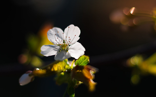 Cherry Blossom in the dark
