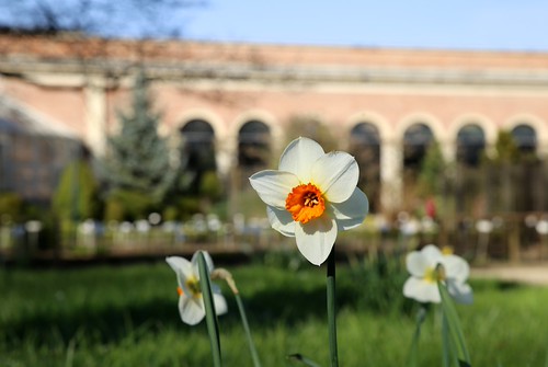Een mooie lentedag in de Leuvense Kruidtuin (07/04/2018)