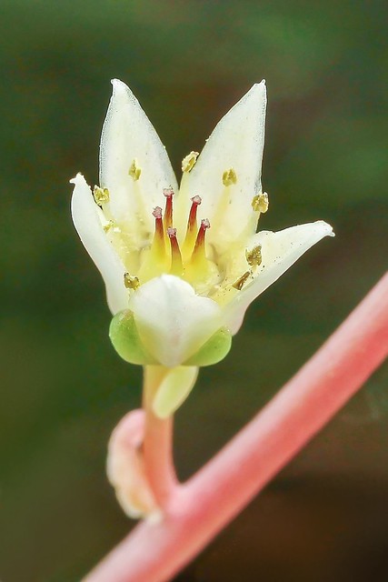 X Cremnosedum ´Penn Ar Ru´ 3780-2; Crassulaceae (4)