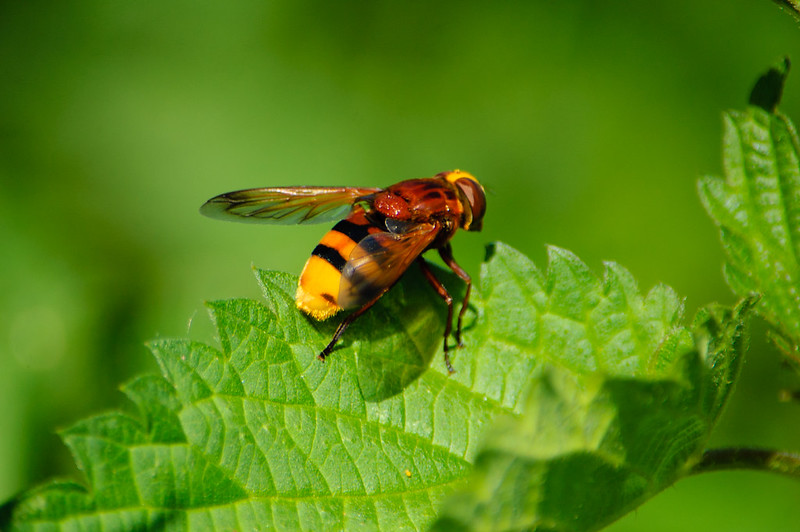 Hornet hoverfly on nettle leaf