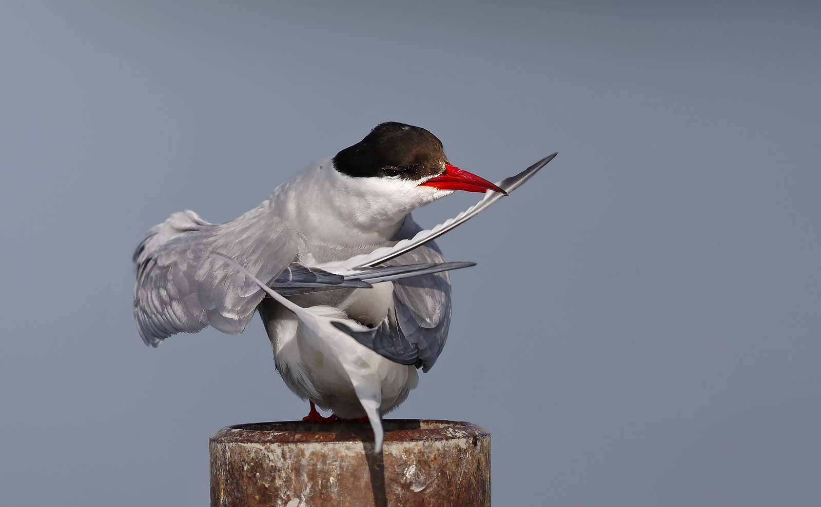 Arctic Tern preening