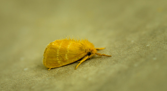 small yellow moth