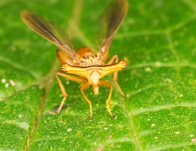 Hammer-head fly (Richardia telescopica, Richardiidae)  front view