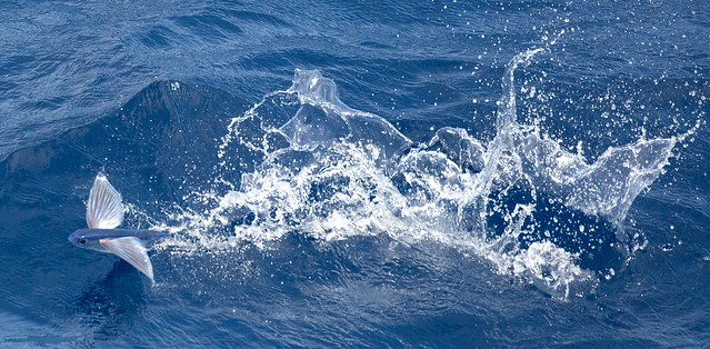 A Flying Fish splashing through a wave