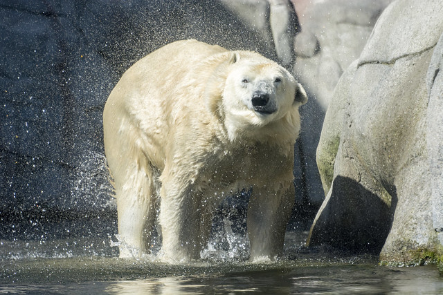 Eisbär - Ice Bear