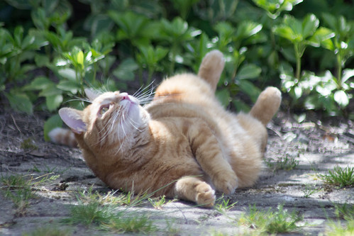 Chat roux | by eng2605