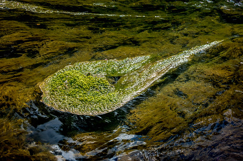 moss reading water hdrlightroommerge flickr photography hdr nx30 landscape slime berkscounty dcsaint nature papermill usa pa creek samsung northamerica america pennsylvania unitedstates