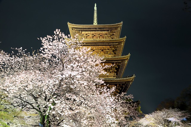 偽天元宮  ~Night light-up Sakura and Five-story pagoda  @ To-ji , Kyoto 京都 東寺~