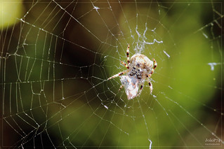 Spider. Serra da Freita, 10-05-2015 | by JoãoP74