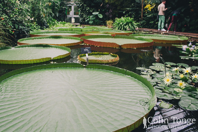 The Giant Lily pads