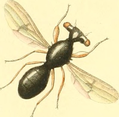 Anselmo Insect Image from page 489 of
