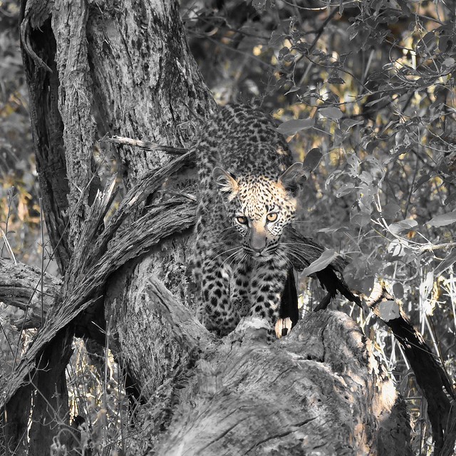 Eye of the Leopard (Cropped)