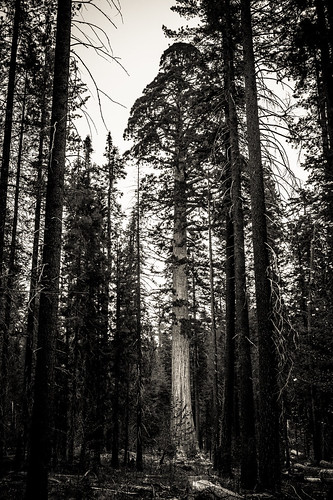 california usa nature calaverasbigtrees giantredwood unitedstates giantsequoia statepark sequoiadendrongiganteum blackandwhite bw monochrome lumix dmcfz1000