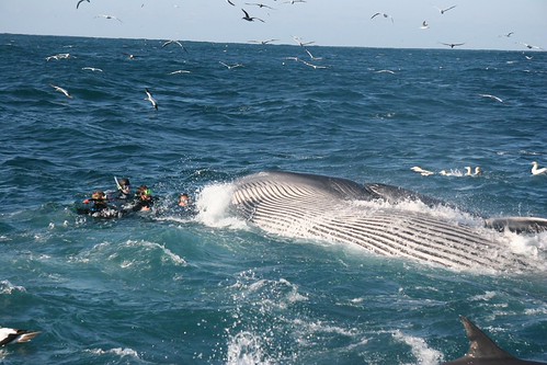 Sardine Run