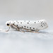 Flickr photo 'Orchard Ermine' by: D Kaposi.