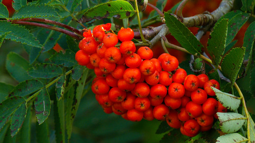 Rowan berries ripening