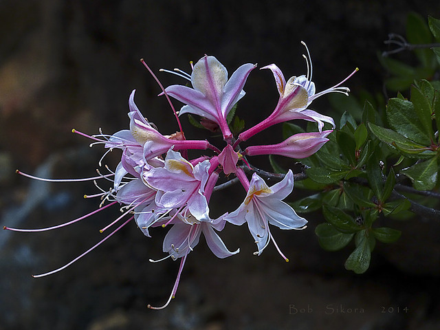 Rhododendron occidentale_Western Azalea_0236