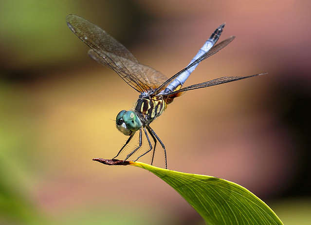 Blue Dasher Dragonfly, Fairchild Tropical Botanic Garden.