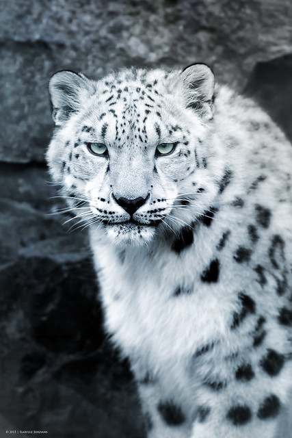 Schneeleopard Portrait - snow leopard portrait (Panthera uncia)