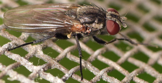 5.5 mm female little house fly