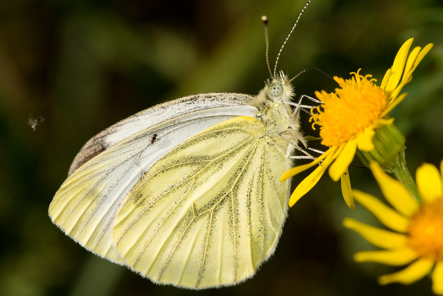 Cabbage White with Trichogramma sp. Wasp
