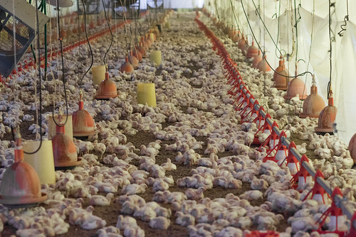 Investigación en industria de pollos de México