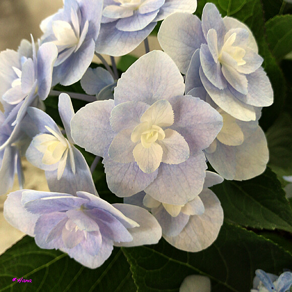 ユーミーエモーション 紫陽花の花言葉は 移り気 浮気 辛抱強い愛情 あなたは美しいが冷淡だ あなたは冷たい Flickr