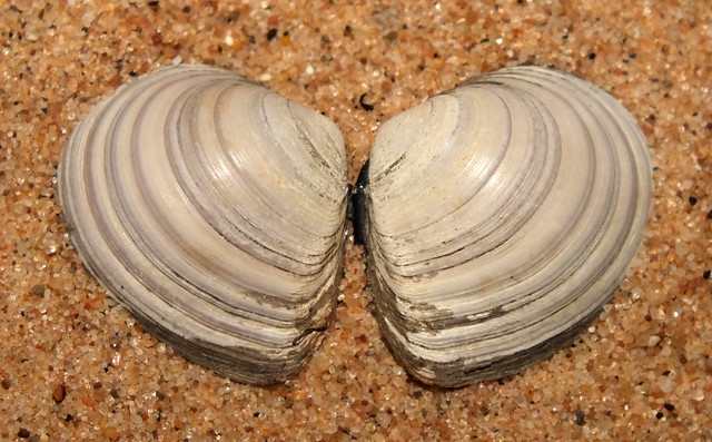 Baltic tellin clam (Limecola balthica)
