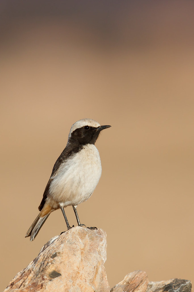 Oenanthe moesta | Red-rumped Wheatear | berberstenskvätta