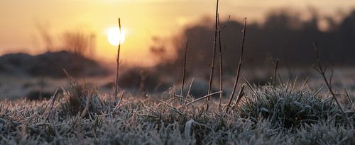 fujifilm xt2 fujinonxf56mmf12r sunrise dawn morning bokeh depthoffield grass field frost frozen landscape nature outdoor winter walcheren zeeland nederland netherlands holland dutch