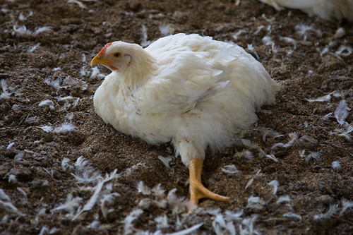 Investigación en industria de pollos de México © Igualdad Animal México