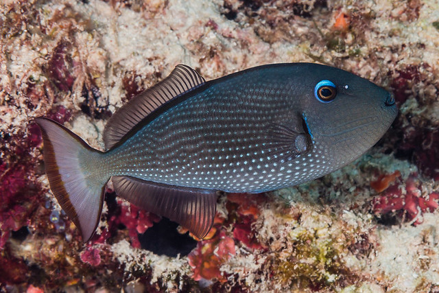 Gilded Triggerfish, female - Xanthichthys auromarginatus