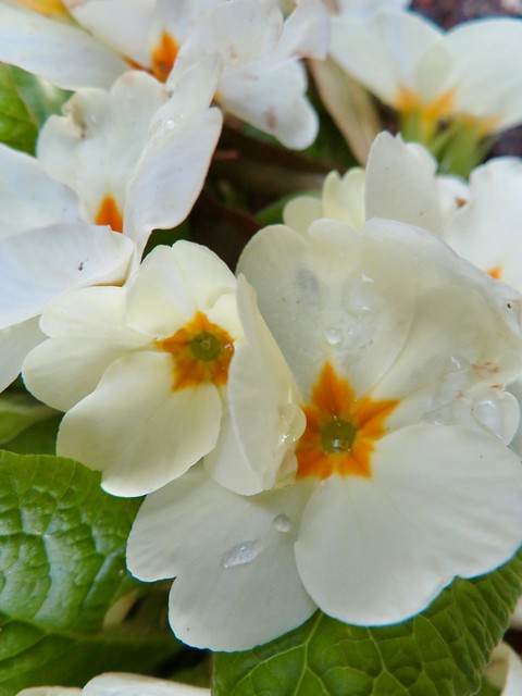 White primrose