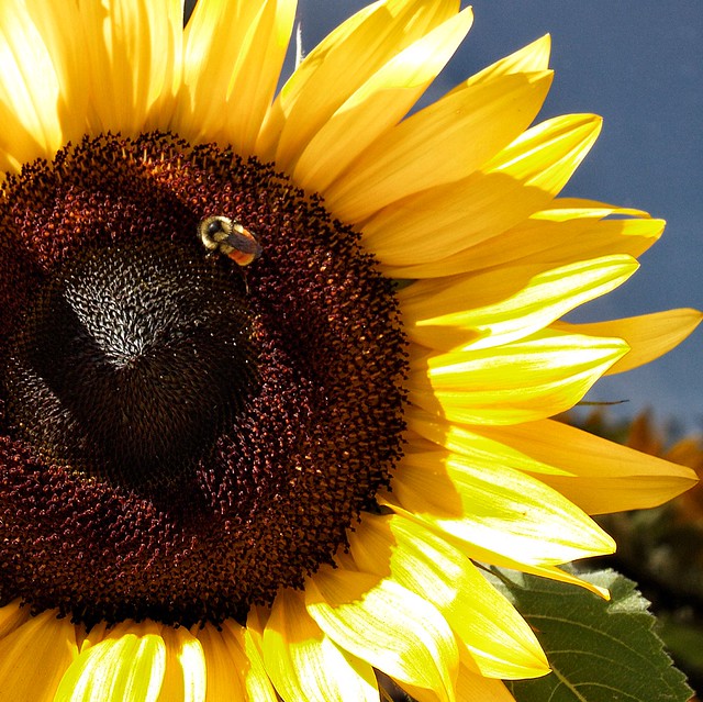 Lake Placid  New York ~ Sunflower and Bee ~ Macro
