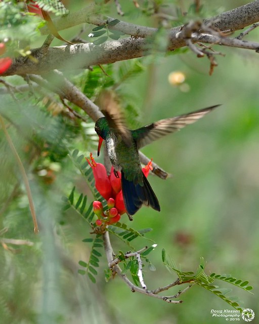 male Broad-billed Hummingbird