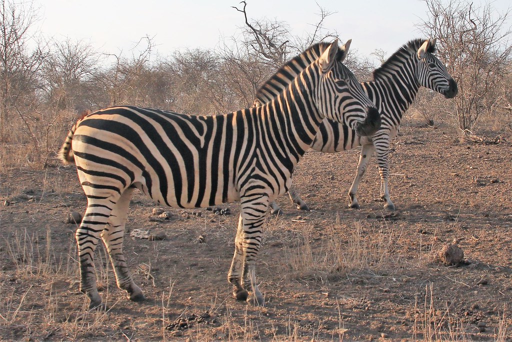 Zebra, near Pretoriuskop, Kruger, South Africa 20160815