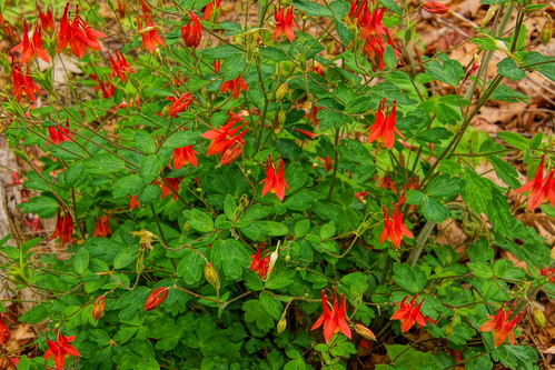 Wild Columbine | by thetrick113