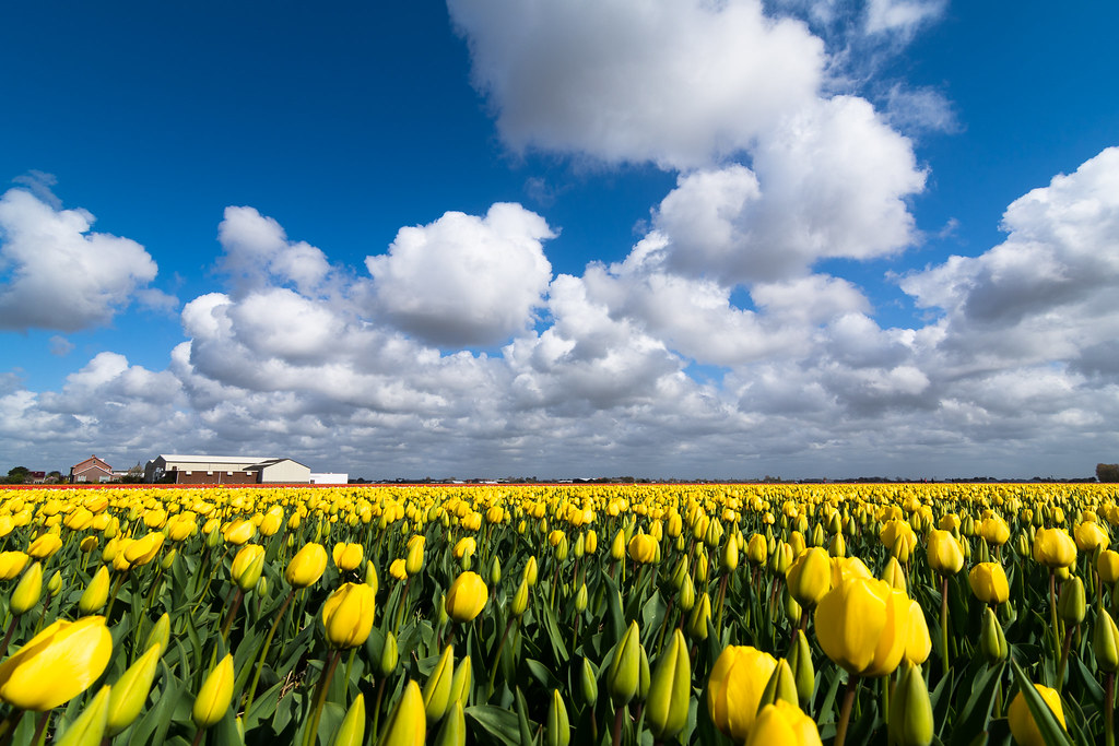 Yellow Tulips - De Zilk, The Netherlands.