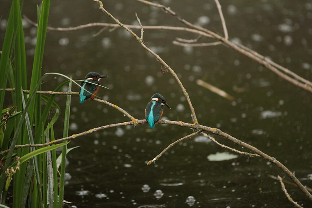 Eisvögel ( Eisvogel - Vogel - Bird - Kingfisher - Alcedo atthis ) im BirdLife Naturzentrum La Sauge bei Cudrefin im Kanton Waadt - Vaud der Schweiz