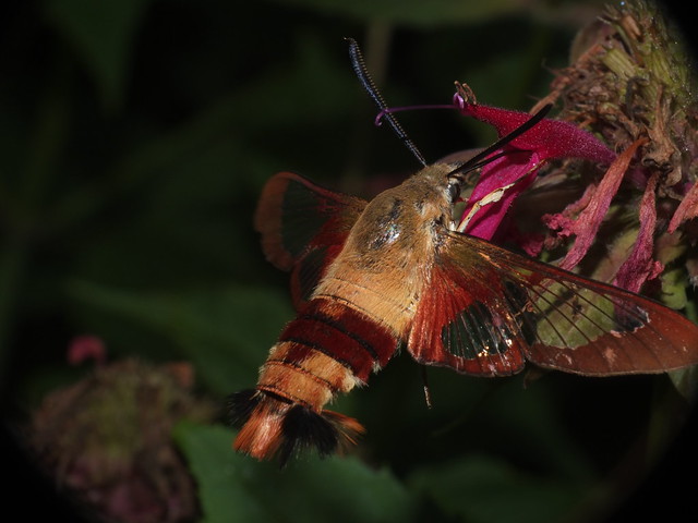 Clear Winged Moth Hawk Feeding on a Bee Balm Flower SOOC DSCF2486