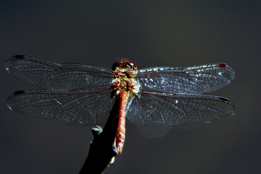 Libelle - Odonata - dragonflies