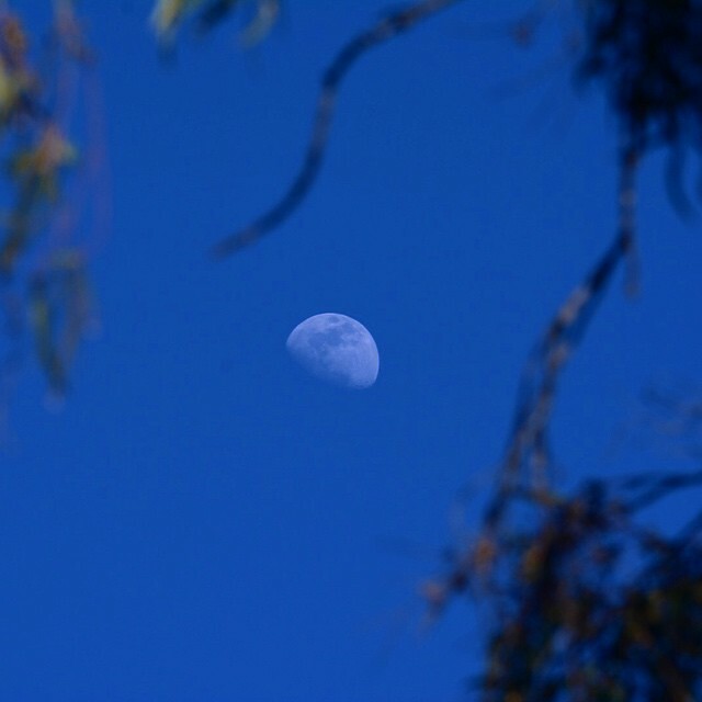 The Moon! #moon #madronamarsh #Nikon #SoCal #Torrance | Flickr