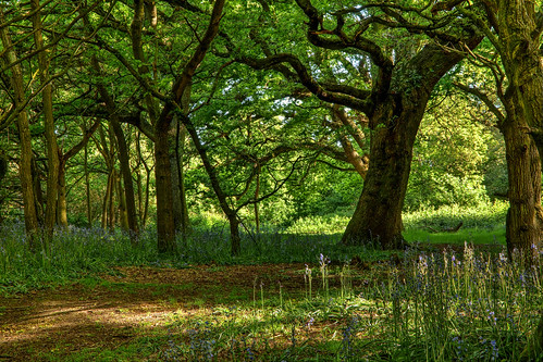 england woodland unitedkingdom beverley burtonbushes