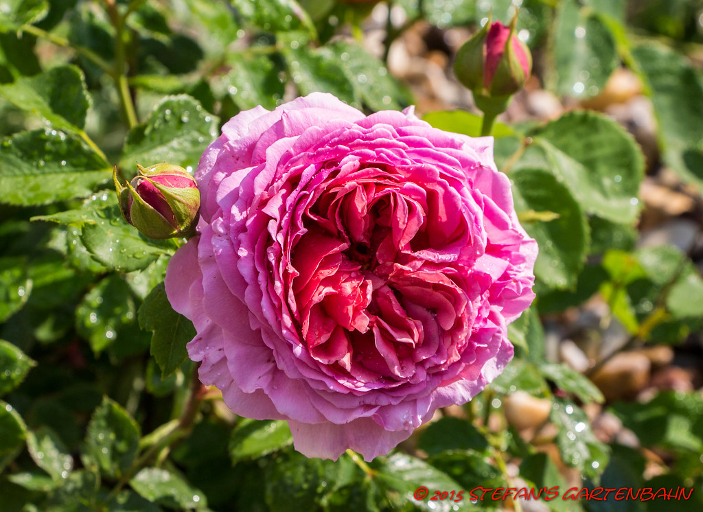 Rose Princess Alexandra Of Kent 06 06 15 Rose Princes Flickr