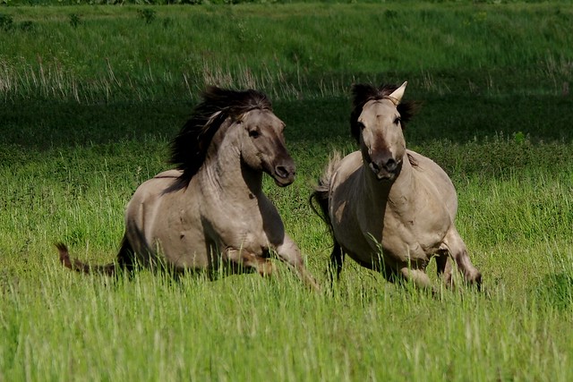 IMGP3469 Konic Ponies chasing, Burwell Fen, June 2015