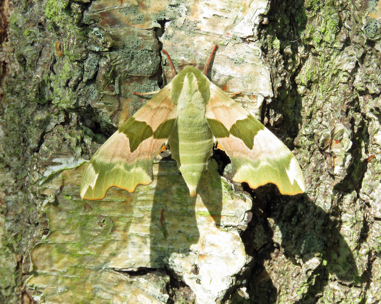 69.001 BF1979 Lime Hawk-moth - Mimas tiliae