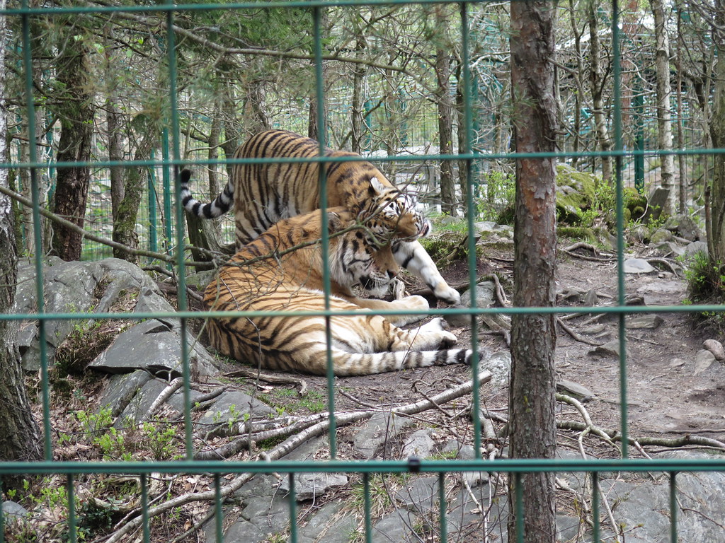 sibirsk tiger