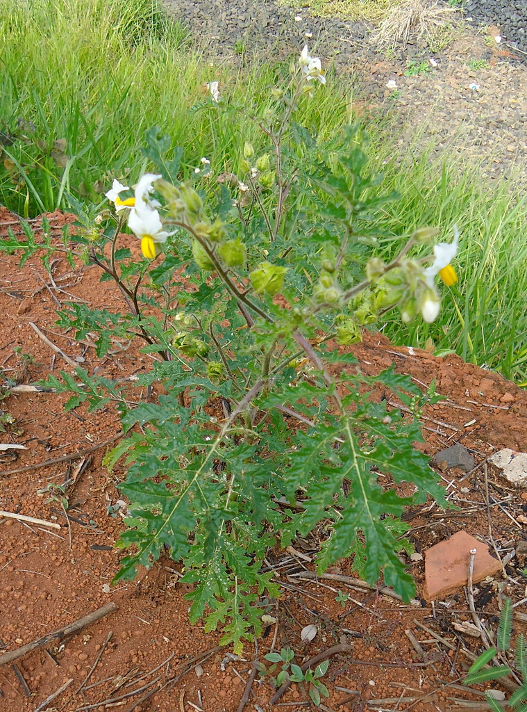 Canto Flora - Espaço de Biodiversidade - Joá- Mata-cavalo (Solanum